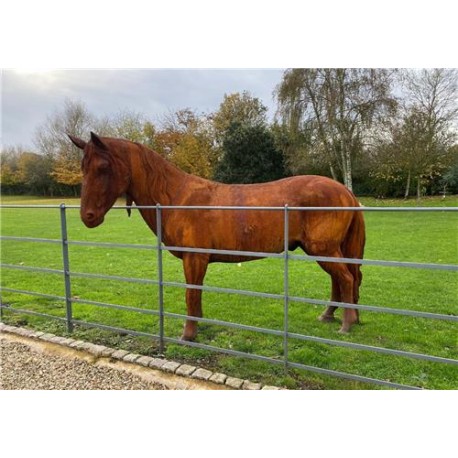 Cast Iron life size Horse sculpture - 182 cm height